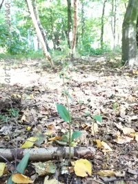 Brede wespenorchis [Epipactis helleborine]